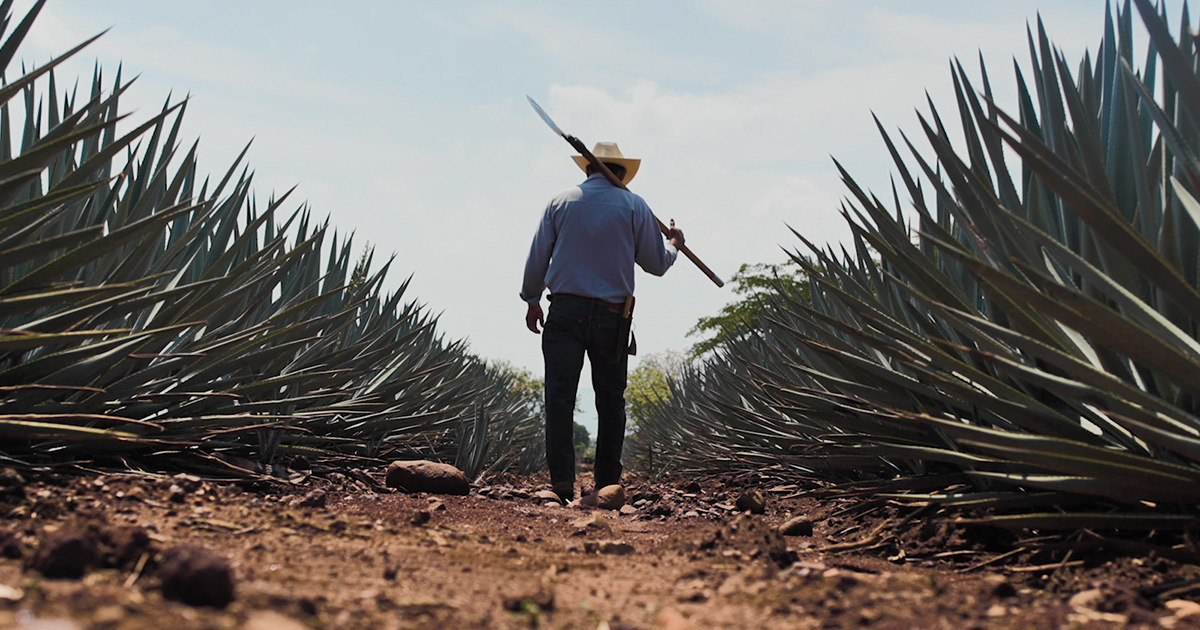 Tequila boosts its tourism potential with Smart City technology