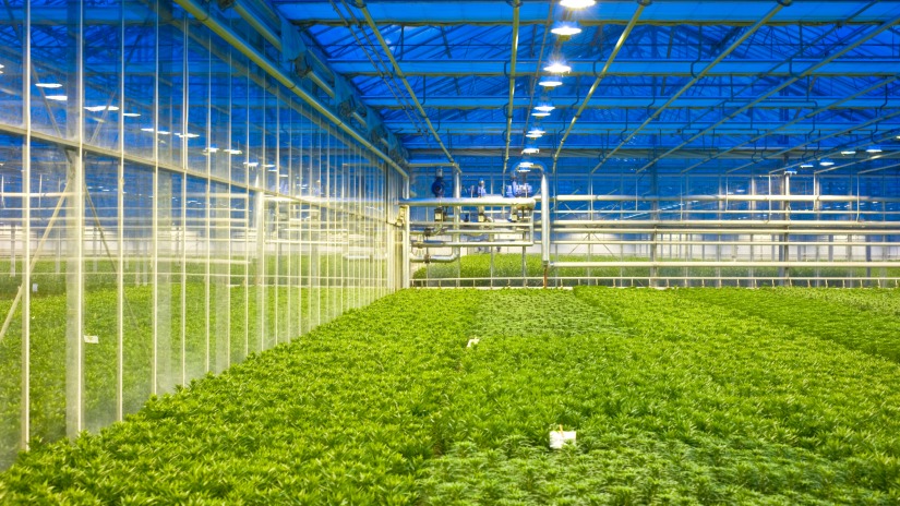 Green Innovation and Technology
