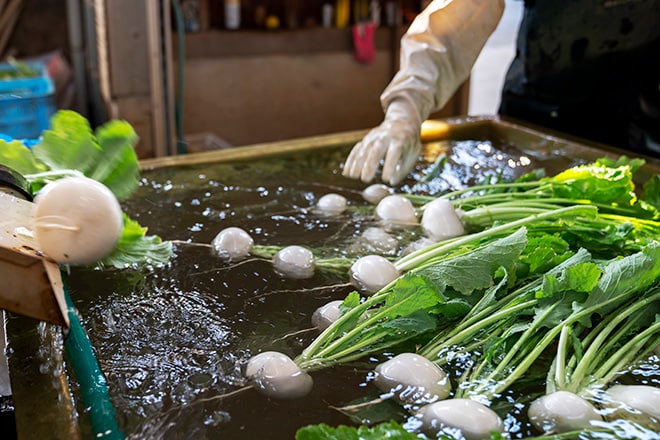 Washing Miura turnips